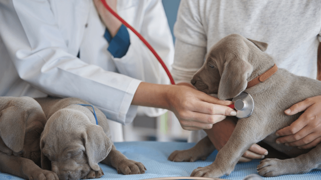 Clínica Veterinária e Veterinário perto da Praça do Papa em Belo Horizonte